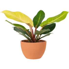 aglonema